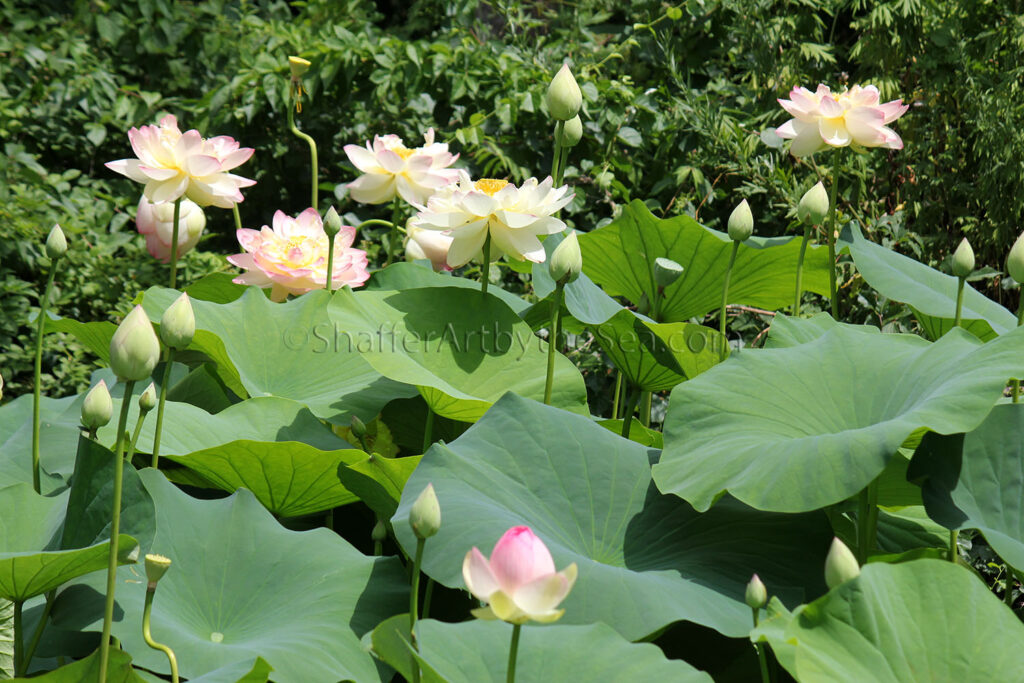 Wickford Lotus Pond