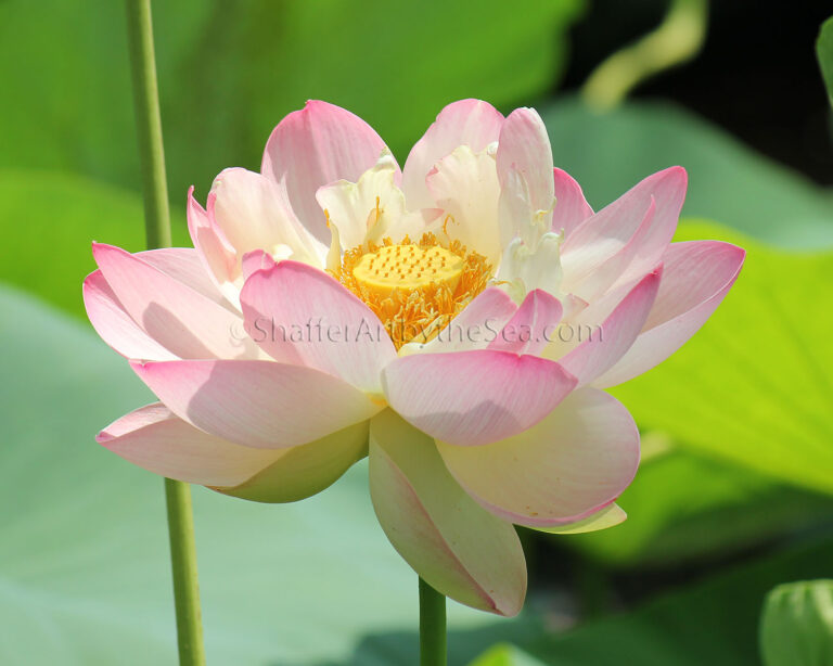 Read more about the article Wickford Lotus Pond 2022