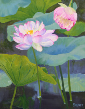 Large oil painting of pink and white lotus flowers in the Wickford, Rhode Island lotus pond. 16 x 20 inches original art for sale.