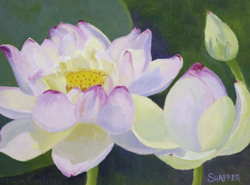 Oil painting of lotus flower at Wickford lotus pond in multiple stages for from bud to blossom by Rhode Island artist Jessica Shaffer